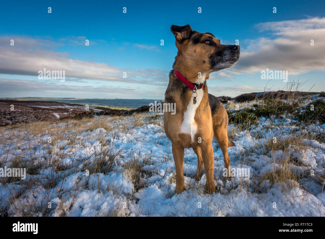 Haustiere: Hund genießen Sie den ersten Schnee im November. Burley Moor, Yorkshire, England. Stockfoto