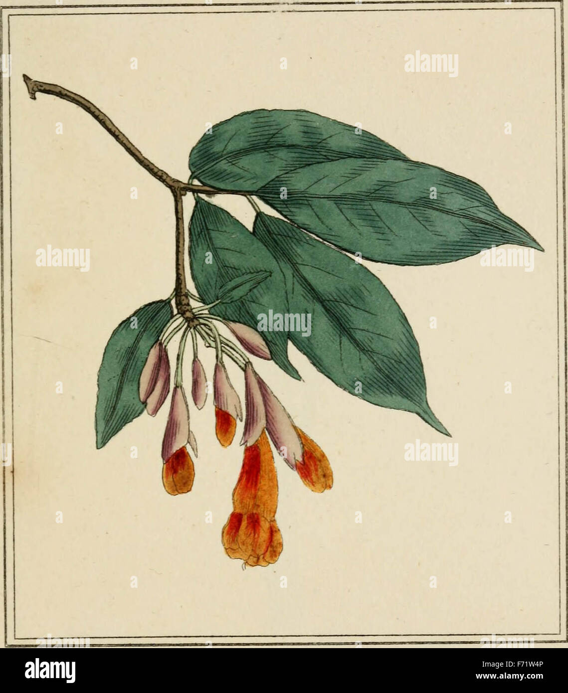 Elemente der Wissenschaft der Botanik, von Carl von Linné; mit Beispielen zu den Klassen und Ordnungen seines Systems zu veranschaulichen Stockfoto