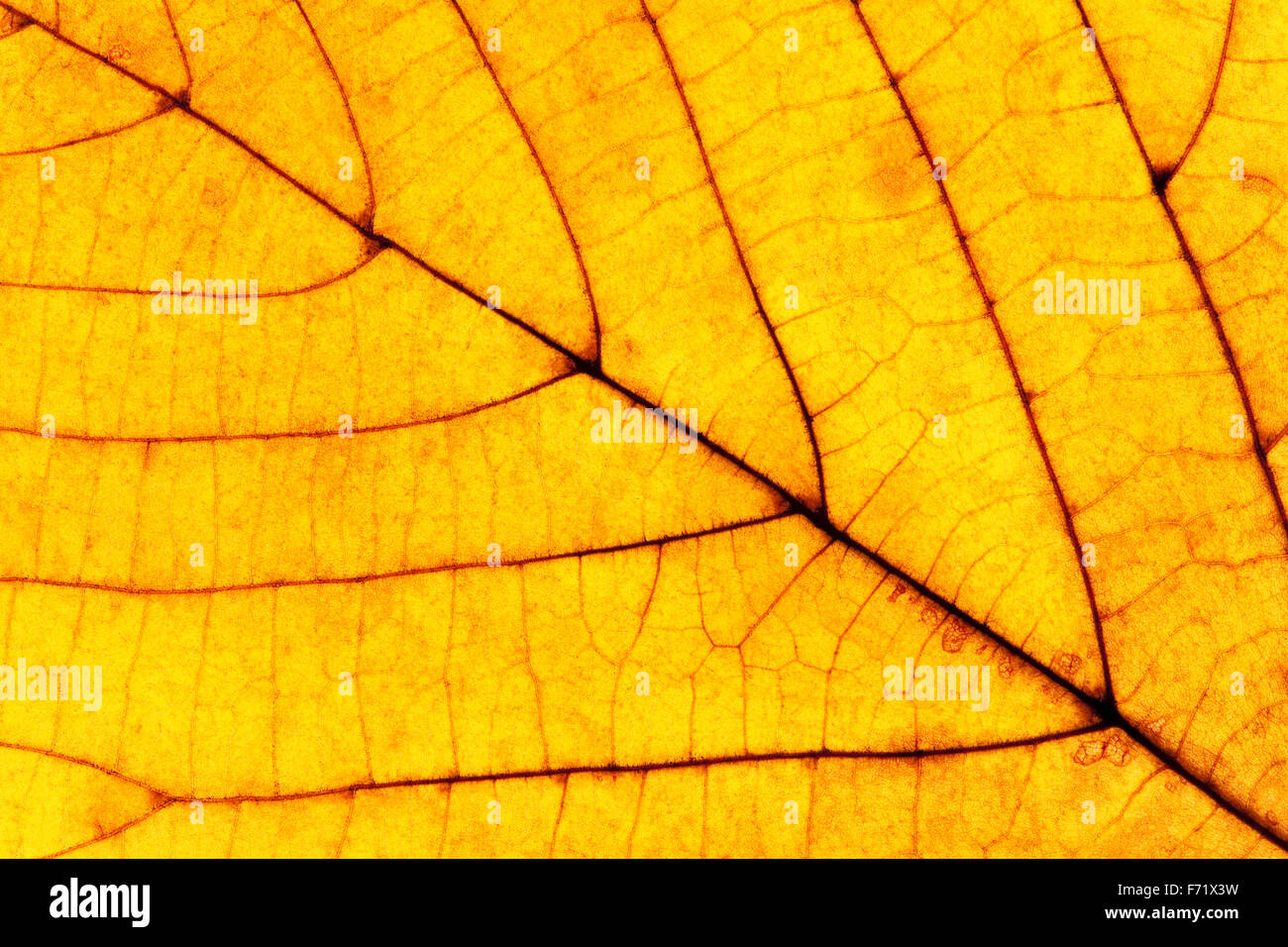 Extreme Nahaufnahme von einer gelben Herbstblatt Stockfoto
