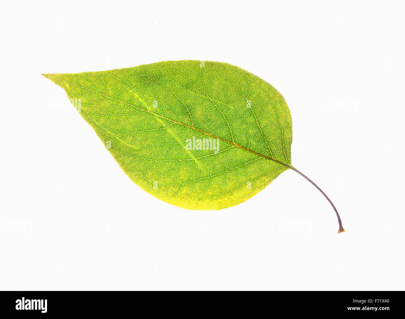 Nahaufnahme von einem grünen Herbst Blatt - Isolated on White Stockfoto