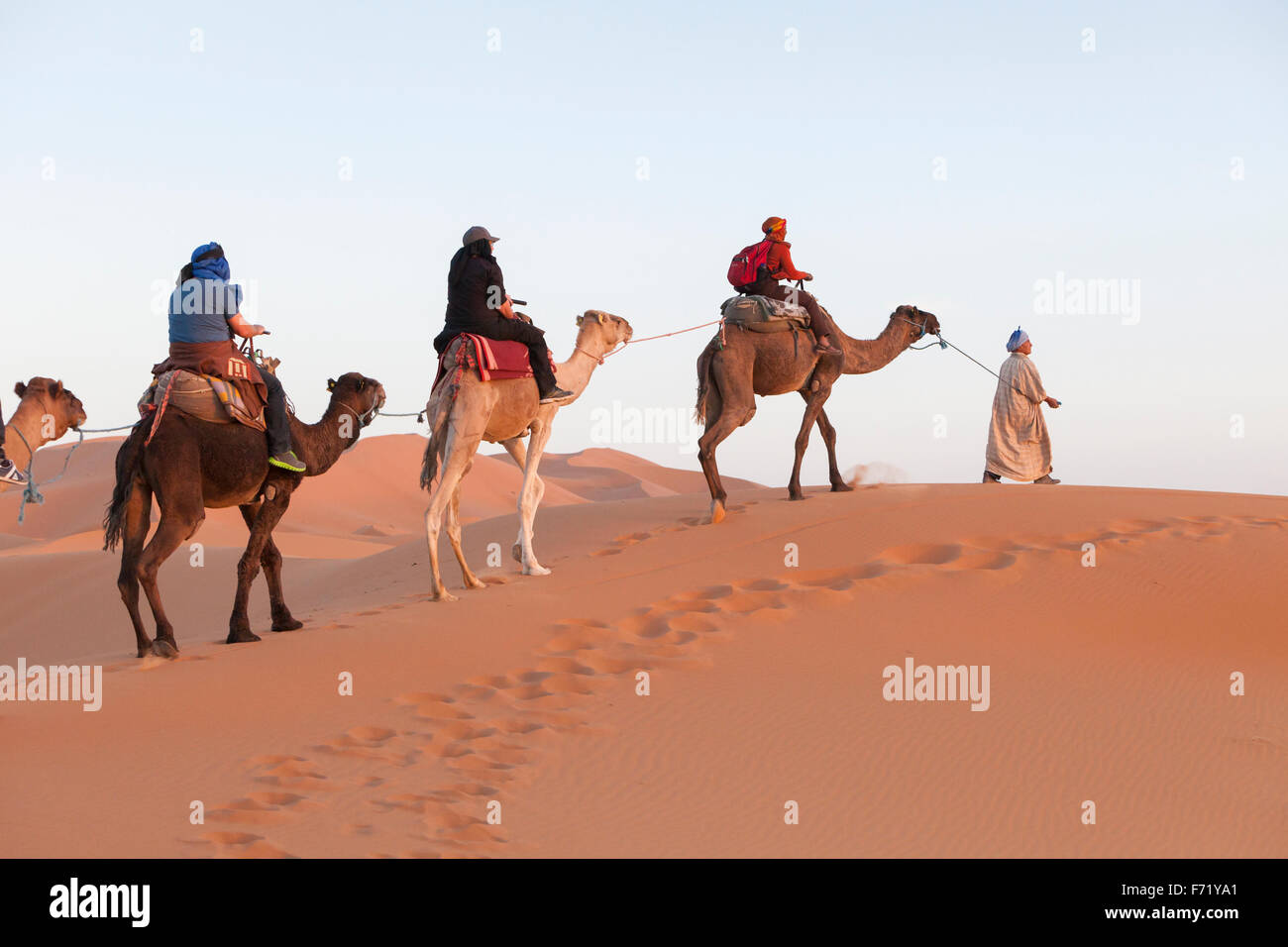 Kamel-Karawane durch die Sanddünen, Erg Chebbi, Merzouga, Wüste Sahara, Marokko Stockfoto