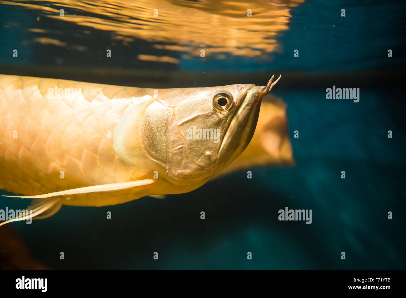 Freswater Fisch - Osteoglossum bicirrhosum Stockfoto
