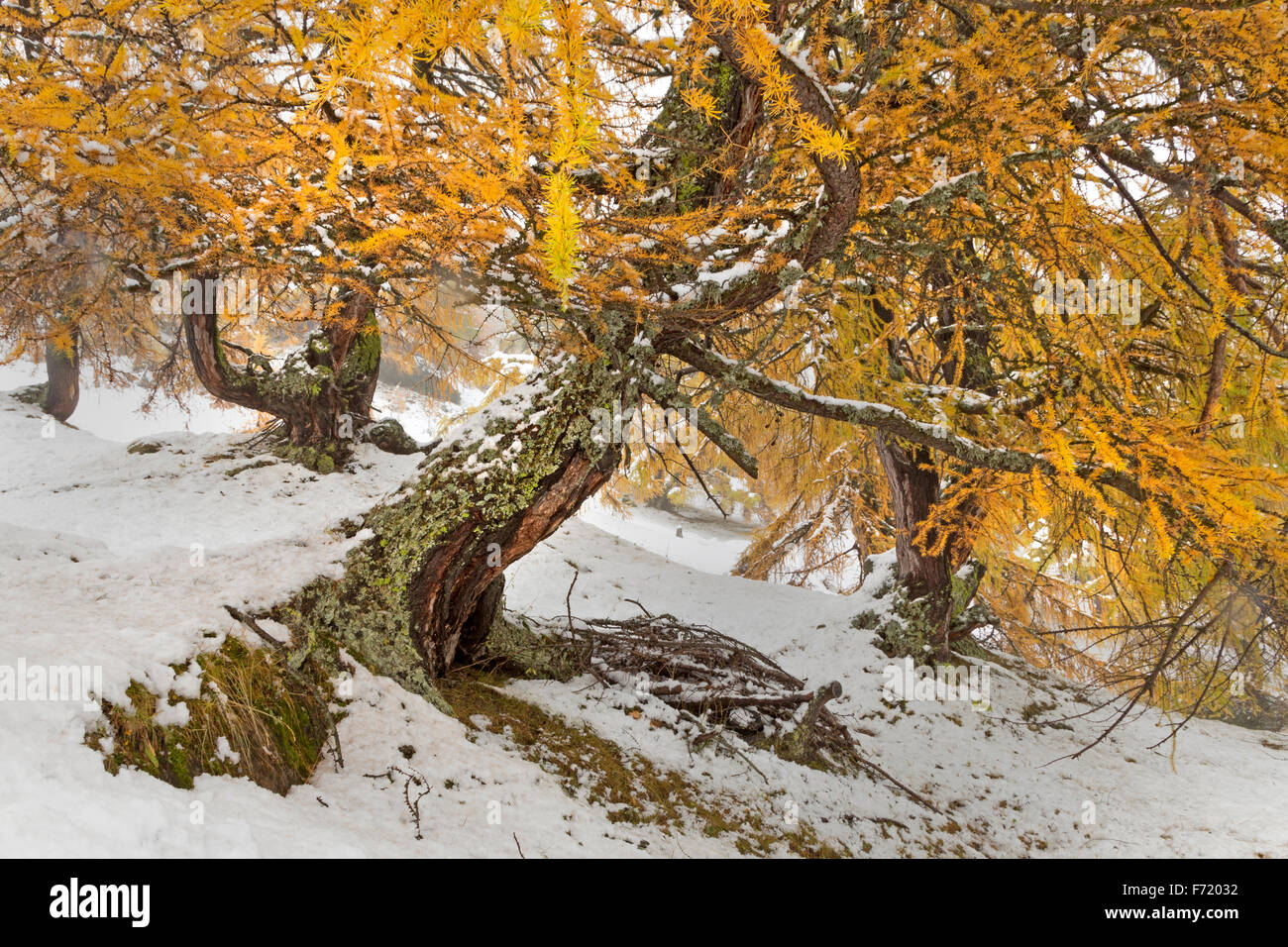 Lärchenwald im Fleißtal, Nationalpark Hohe Tauern, Österreich, Europa Stockfoto