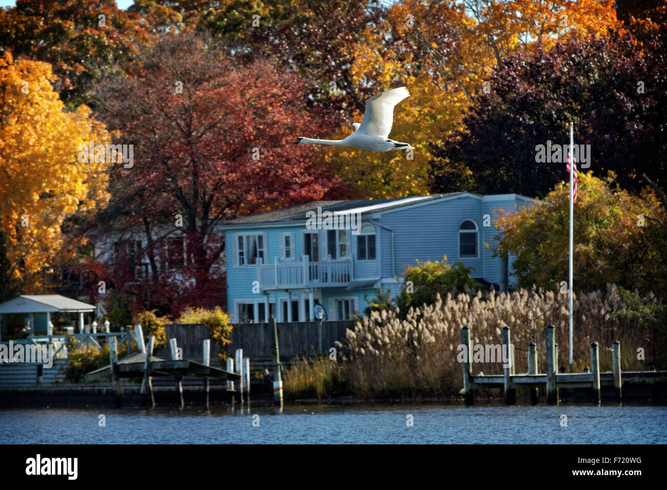 Eine Herbstszene in East Islip, New York als Schwan fliegt vorbei an Häusern auf der Connetquot Fluss während Herbstwetter dreht braun verlässt Stockfoto