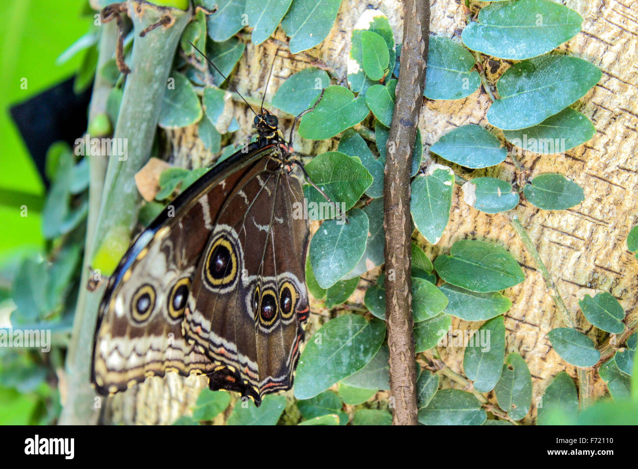 Schmetterling sitzt auf einem Blatt Stockfoto