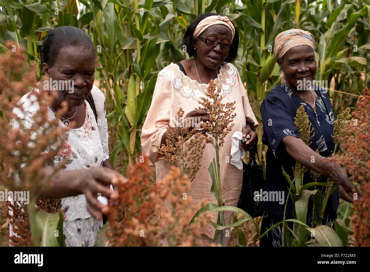 Bäuerinnen untersuchen Hirse wächst auf ihrer Farm 18. Juli 2012 in Siranga, Kenia. Stockfoto