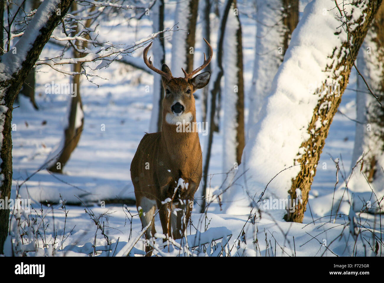 Weiß - angebundene Rotwild Buck im Winterschnee. Thatcher Woods Forest Preserve, Cook County, Illinois. Stockfoto