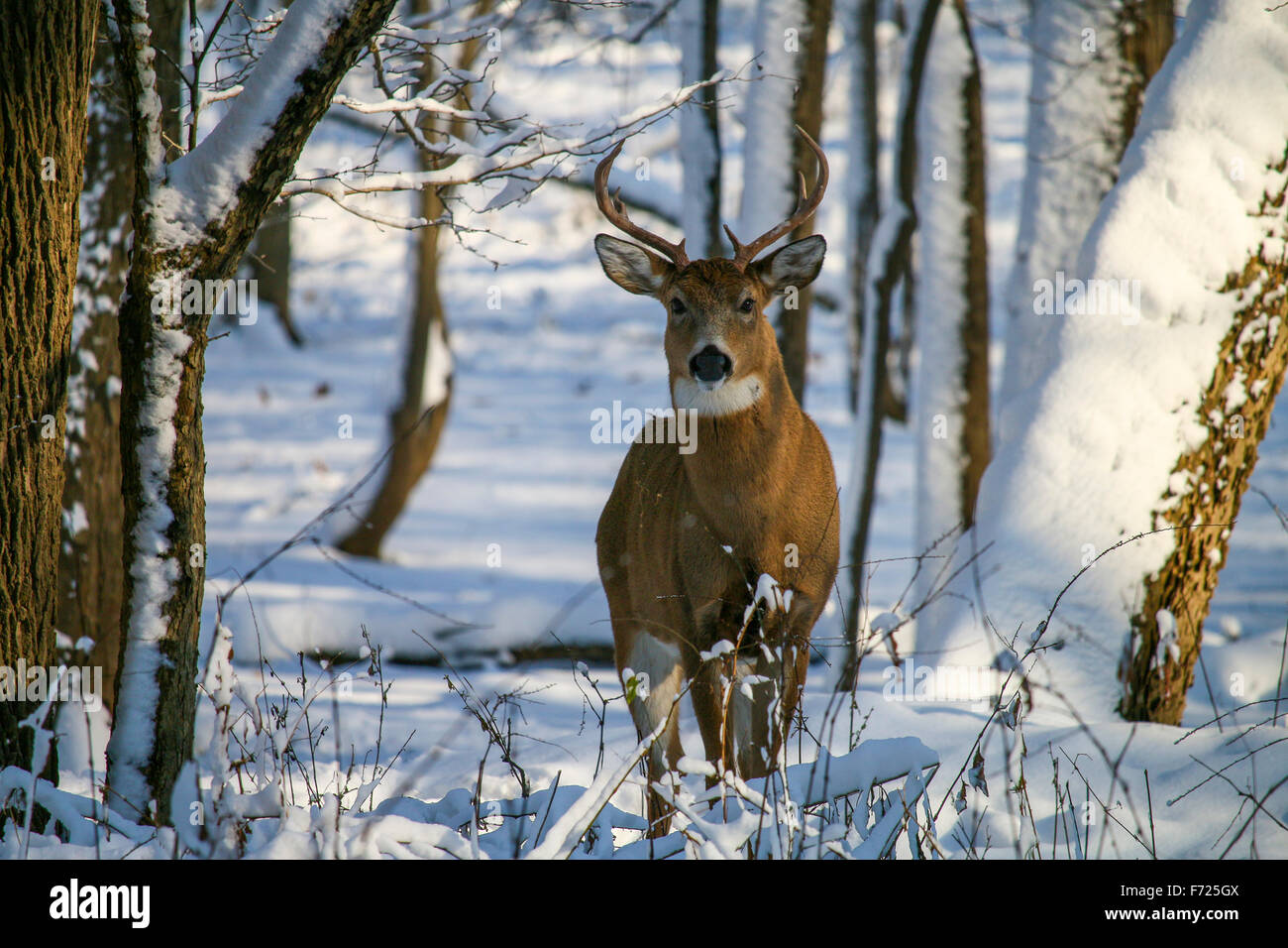 Weiß - angebundene Rotwild Buck im Winterschnee. Thatcher Woods Forest Preserve, Cook County, Illinois. Stockfoto