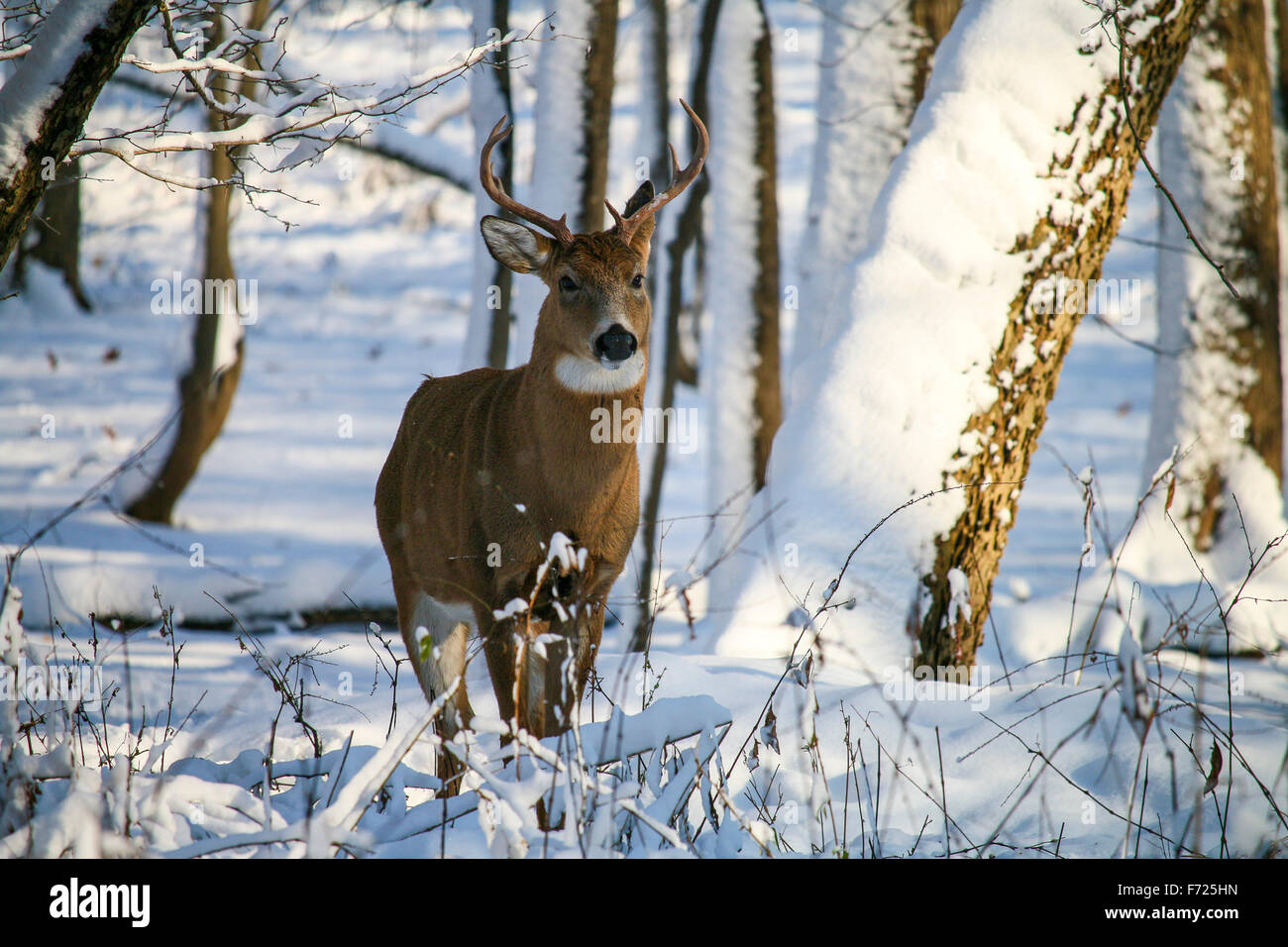 Weiß - angebundene Rotwild Buck im Winterschnee. Thatcher Woods Forest Preserve, Cook County, Illinois. Stockfoto