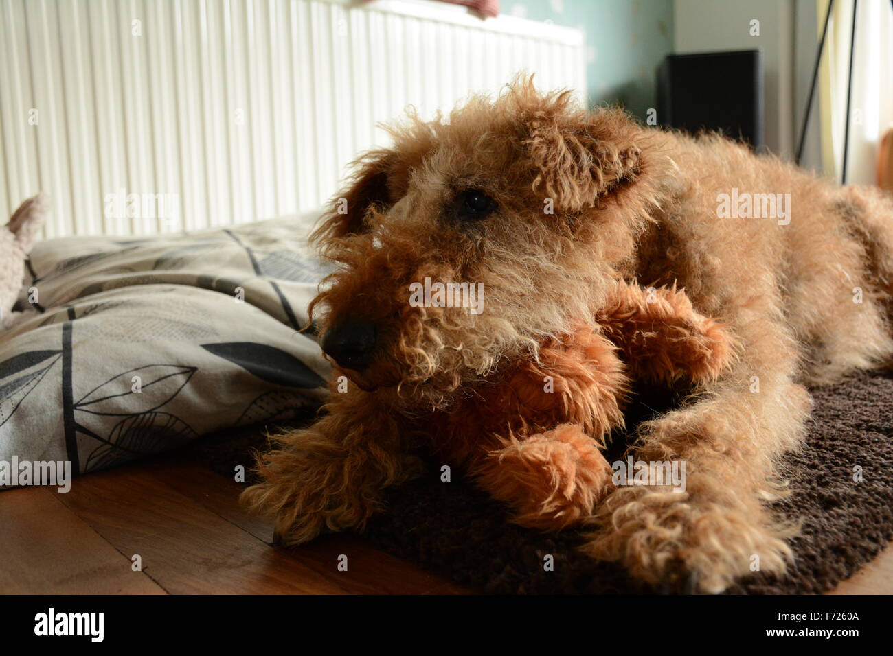 Irish Terrier Stockfoto