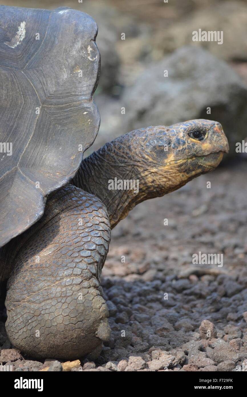 galapagos-riesen-schildkr-te-am-galapaguera-interpretation-center-auf