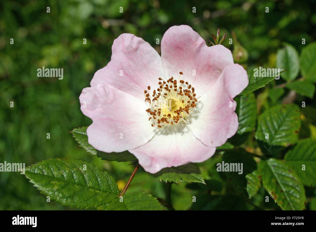 Gemeinsamen Hund Rose Blume Stockfoto