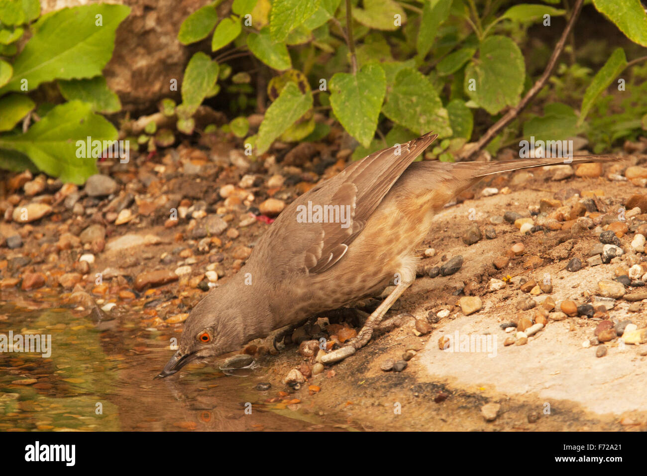 Curve-billed Thrasher Vogel trinkt aus einem Teich, der für den Lebensraum wilder Tiere in der Wüste geschaffen wurde (Toxostoma curvirostre) Stockfoto