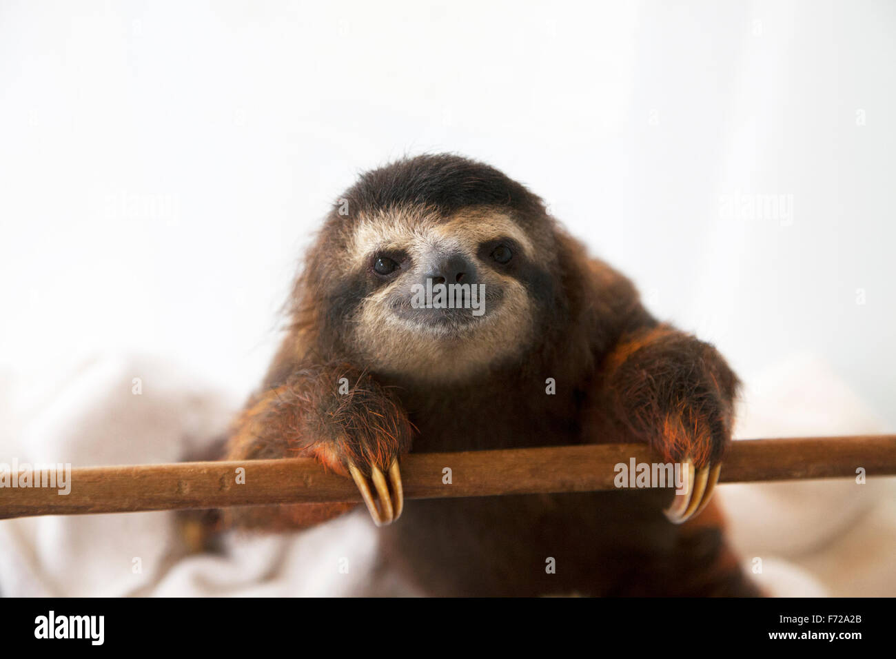 Baby brown-throated Drei-toed Sloth (Bradypus variegatus) während der Spielzeit im Kindergarten Bei einem faultier Heiligtum Stockfoto