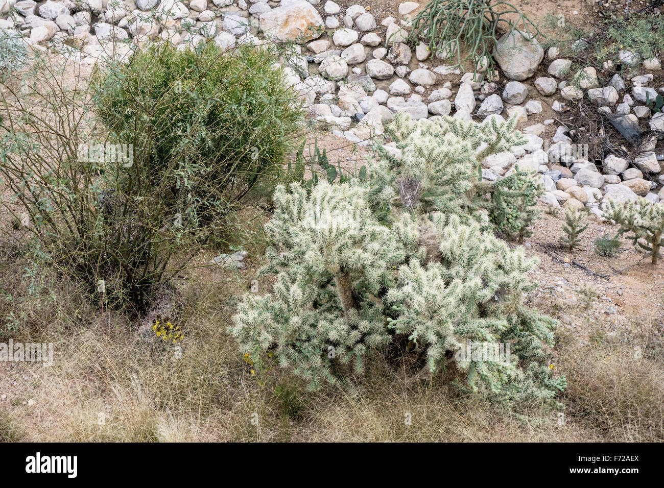 Arizona-Kaktus & andere Wüstenvegetation neben einem trockenen Wasserlauf mit weißen Steinen ausgekleidet, der im Sommer mit Wasser füllt Stockfoto