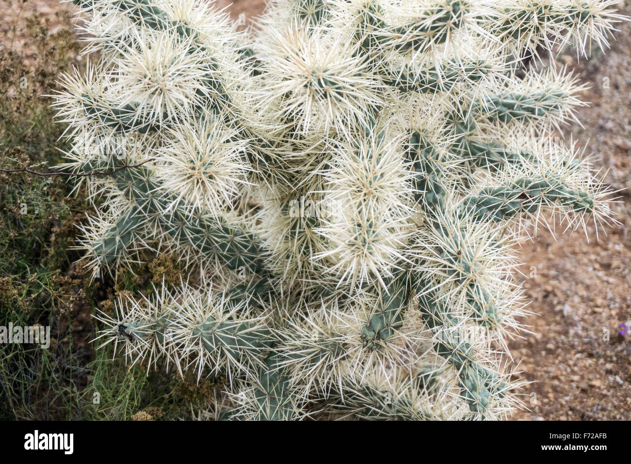 geringe Verbreitung Stacheln von Arizona Cholla Cactus verwurzelt in sandigen rote Erde sprießen dicken clustering weißen Dornen ähnlich Blumen Stockfoto
