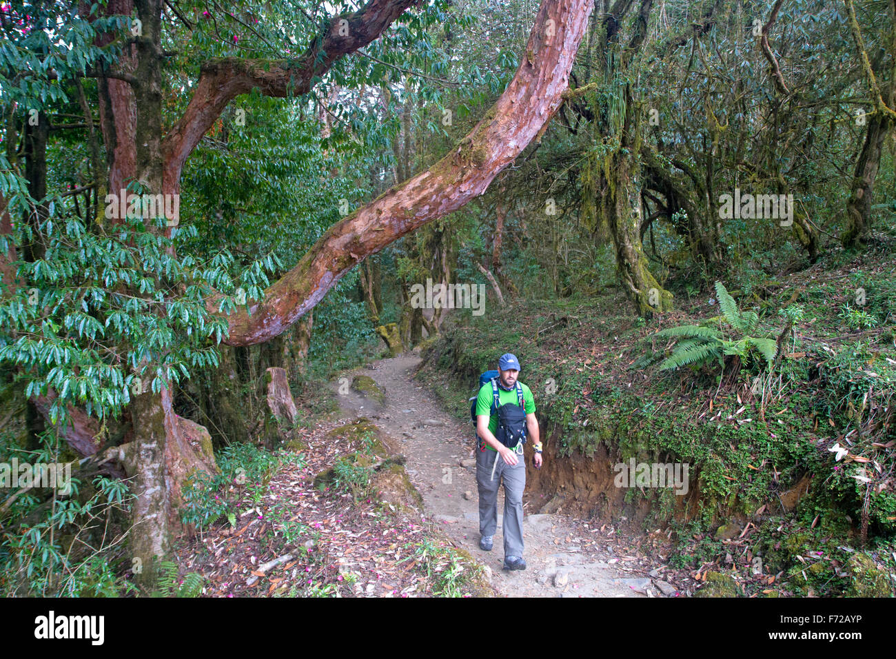 Trekking durch Rhododendron Wald in der Nähe von Ghandruk Stockfoto