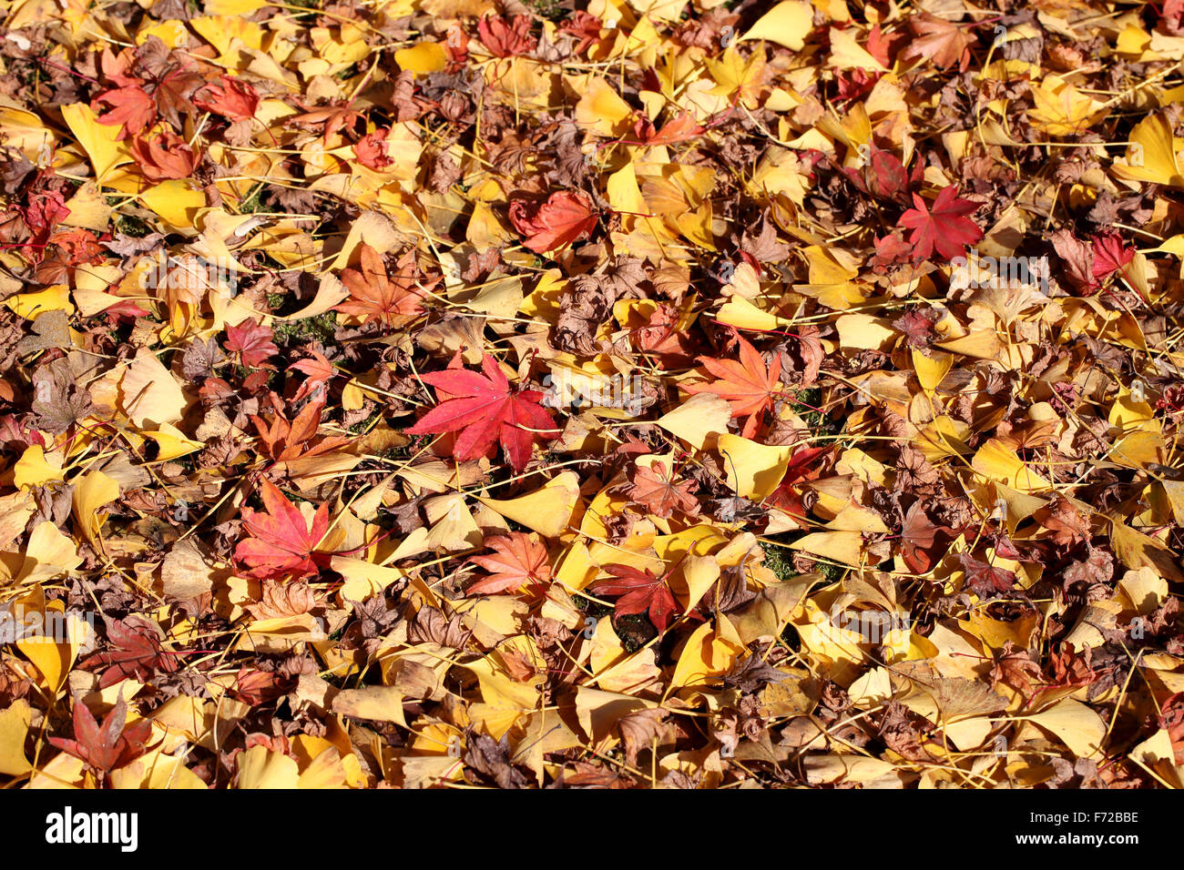 Blätter des Ginkgo-Baum und Ahorn im Herbst Stockfoto