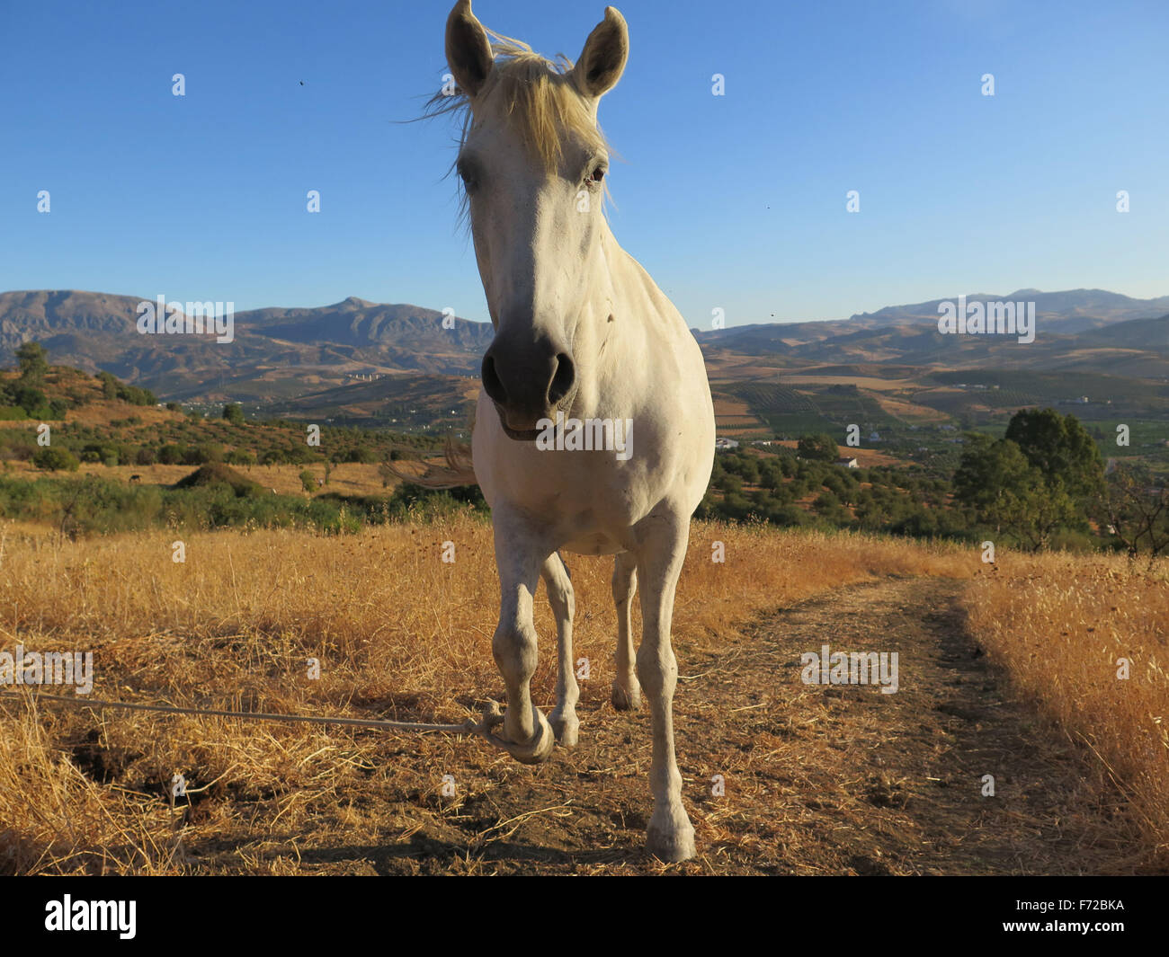 White Horse in Alora Natur angebunden durch Seil am Vorderbein Stockfoto