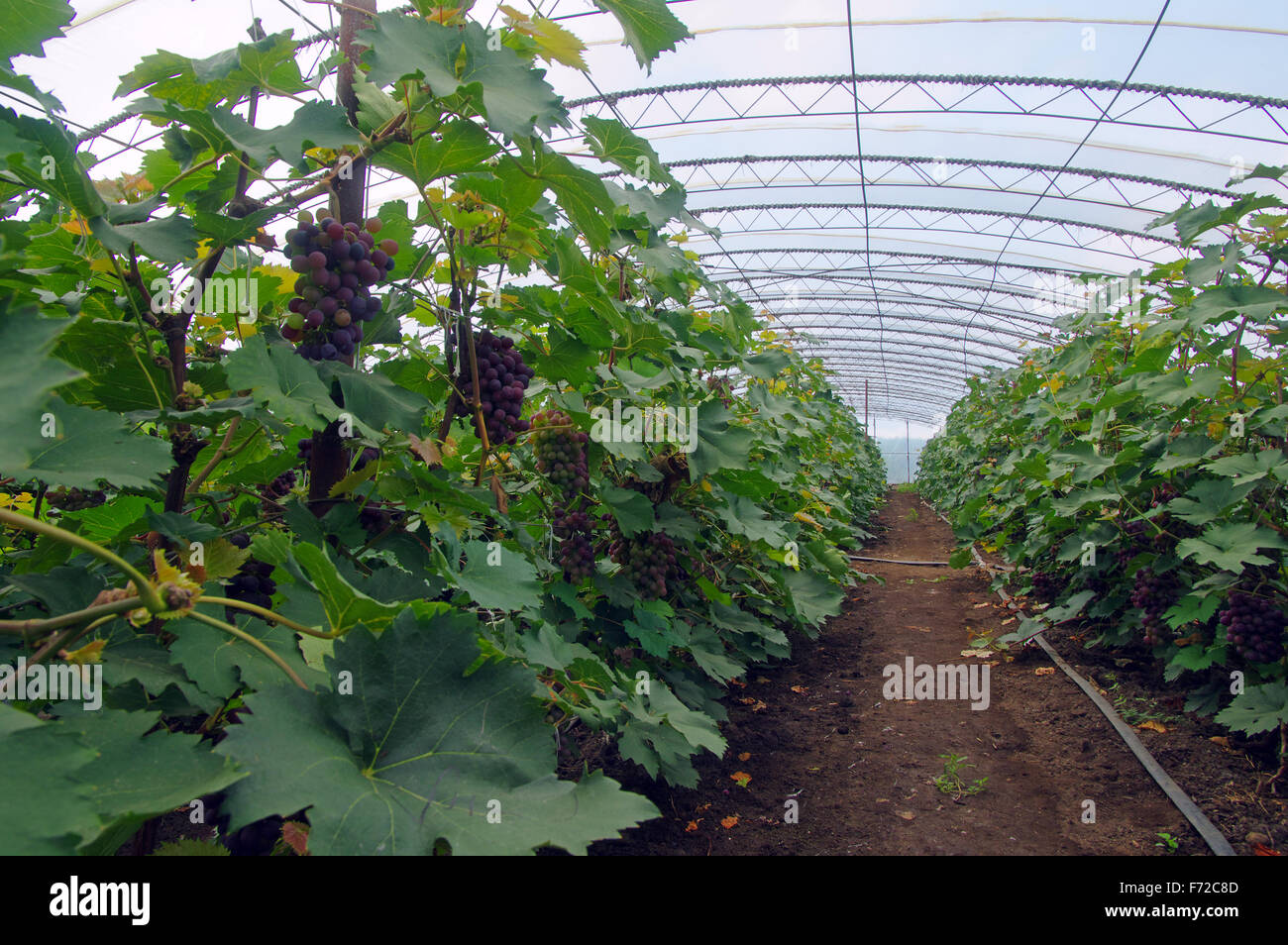 Blaue Weintrauben im Gewächshaus angebaut, North China Stockfoto