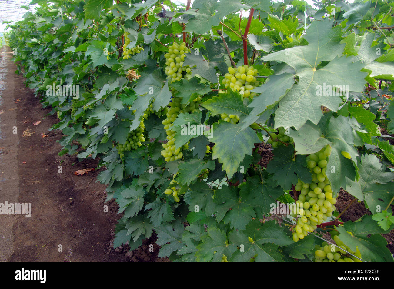 Grüne Trauben im Gewächshaus angebaut, North China Stockfoto