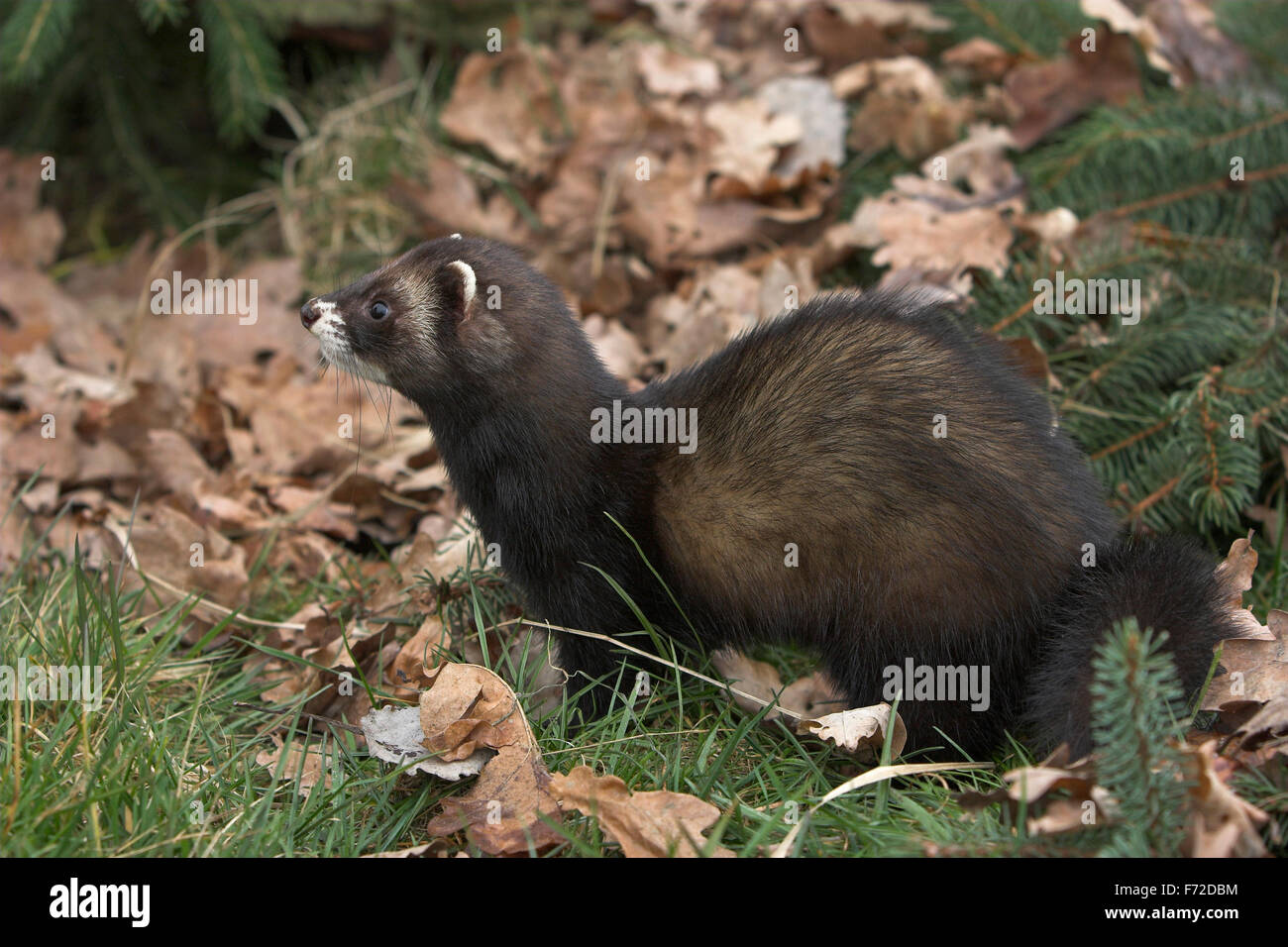 Westlichen Iltis, europäischer Polecat, Europäischer Iltis, Waldiltis, Wald-Iltis, Marder, Mustela Putorius Putois Stockfoto