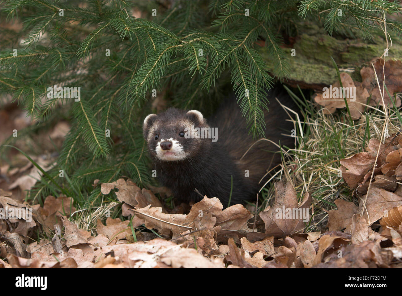 Westlichen Iltis, europäischer Polecat, Europäischer Iltis, Waldiltis, Wald-Iltis, Marder, Mustela Putorius Putois Stockfoto