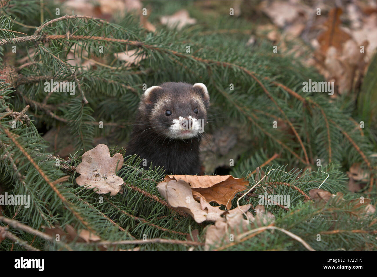 Westlichen Iltis, europäischer Polecat, Europäischer Iltis, Waldiltis, Wald-Iltis, Marder, Mustela Putorius Putois Stockfoto