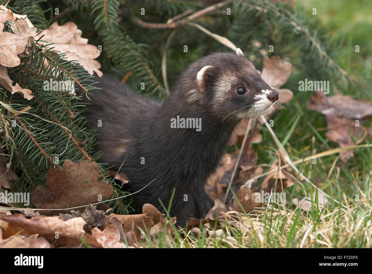 Westlichen Iltis, europäischer Polecat, Europäischer Iltis, Waldiltis, Wald-Iltis, Marder, Mustela Putorius Putois Stockfoto