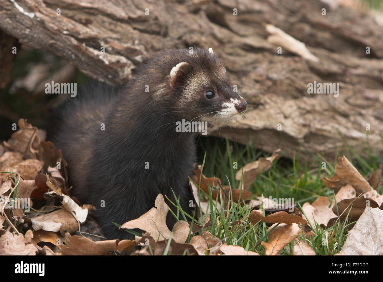 Westlichen Iltis, europäischer Polecat, Europäischer Iltis, Waldiltis, Wald-Iltis, Marder, Mustela Putorius Putois Stockfoto