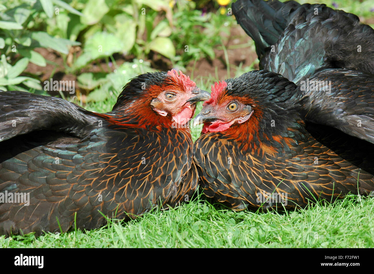 Hühner, Sonnenbaden, Zustand Federn und Parasiten zu reduzieren Stockfoto