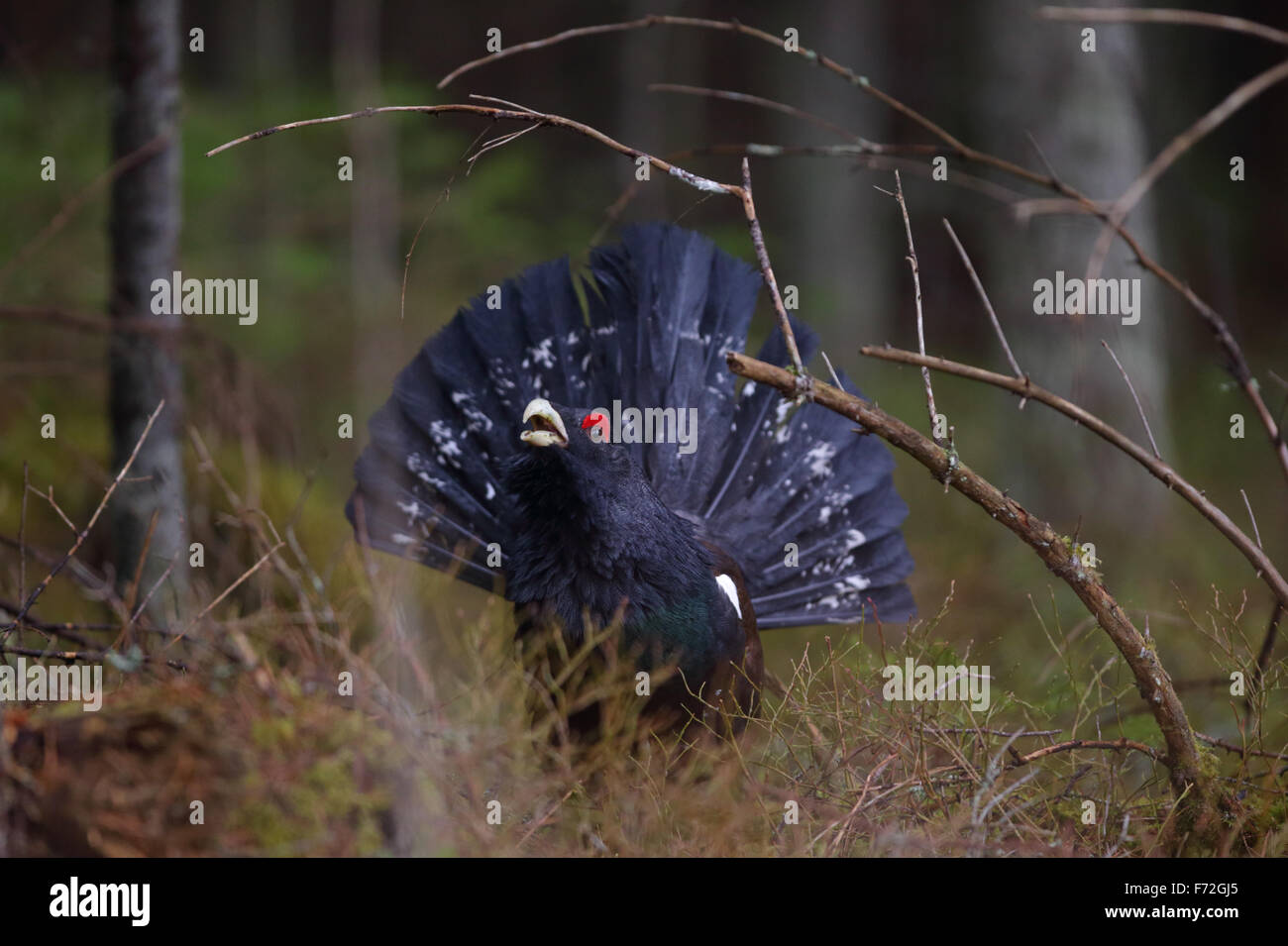 Lekking Auerhahn (at Urogallus) in seinem Lebensraum. Stockfoto