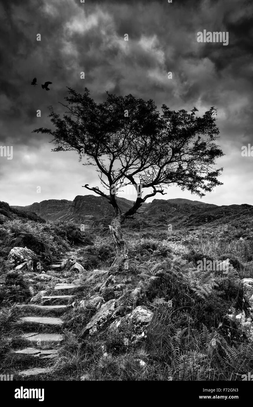 Einsamer Baum auf Berglandschaft in schwarz / weiß Stockfoto