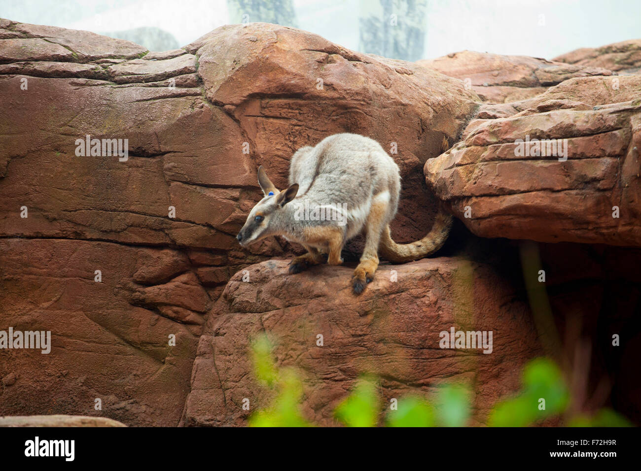 Wallaby, Taronga Zoo Sydney, Taronga Zoo, Mosman, Sydney, NSW, New South Wales, Australien Stockfoto