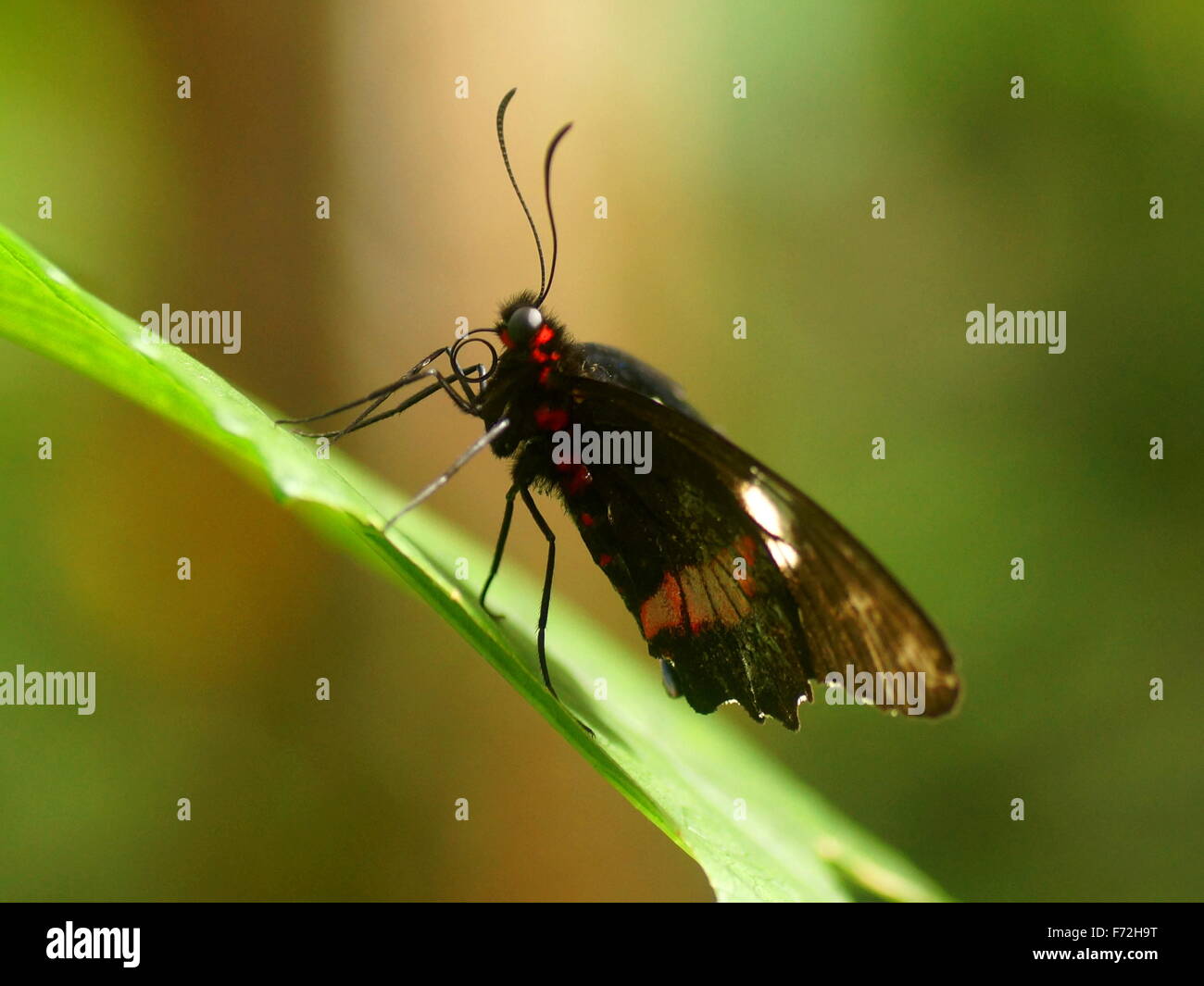 Schmetterling. Seitenansicht. Papilionidae, Eurytides Branchus. Costa Rica, Puntarenas, Monteverde Cloud Forest Reserve. Selvatura Park Stockfoto