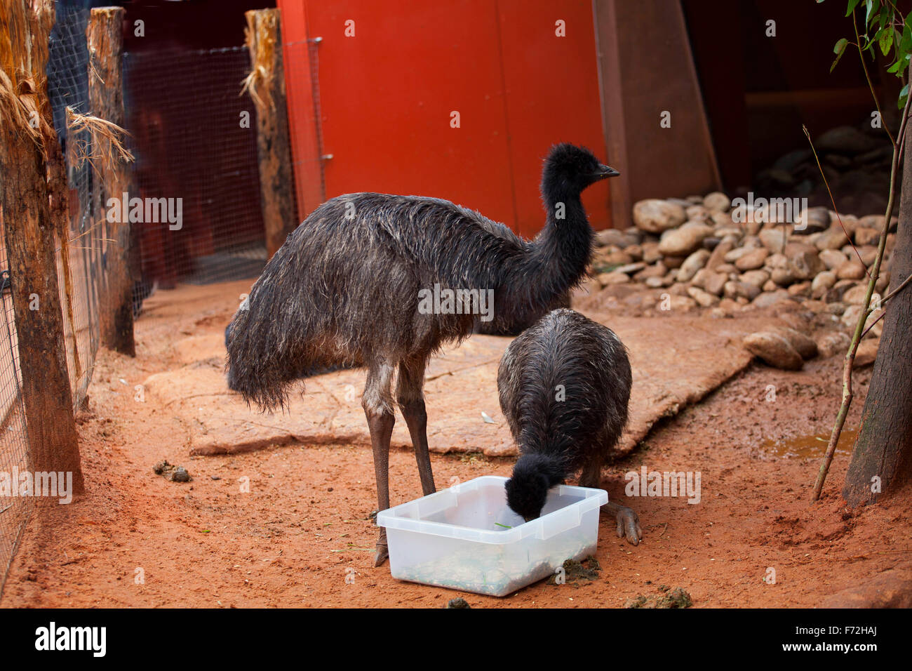 Emu, Taronga Zoo Sydney, Taronga Zoo, Mosman, Sydney, NSW, New South Wales, Australien Stockfoto