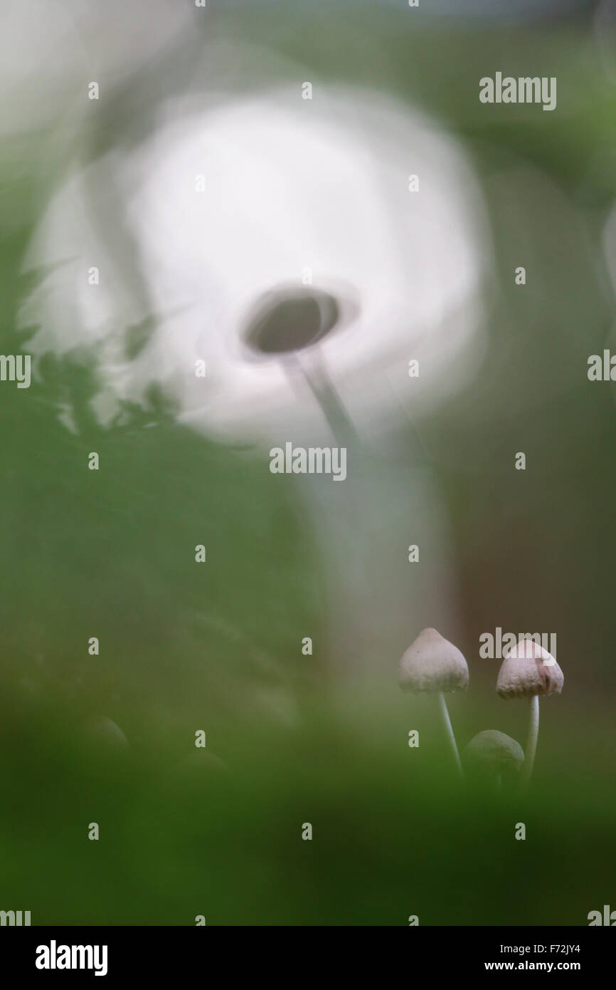 Kleine Pilze im Wald Stockfoto