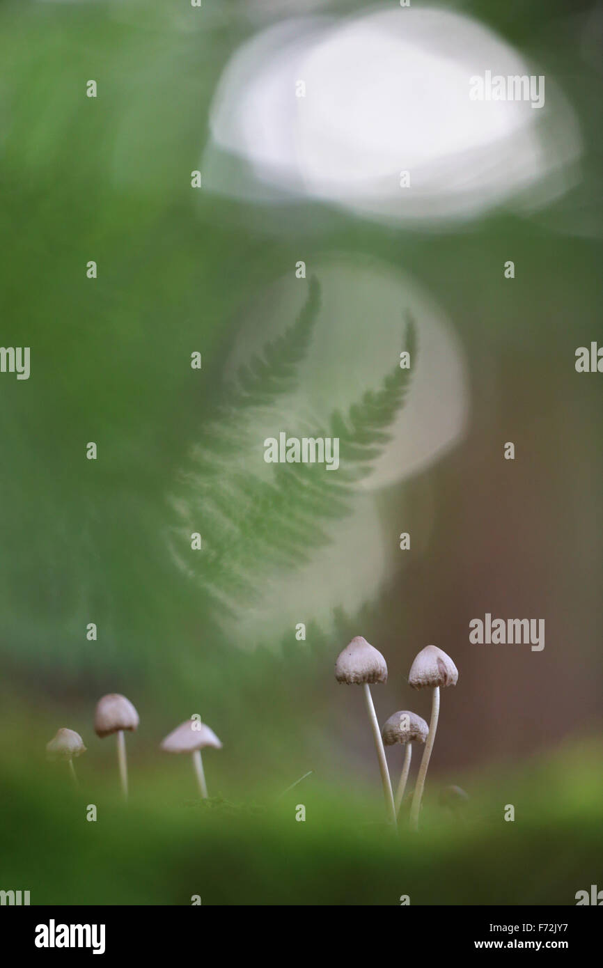 Kleine Pilze im Wald Stockfoto
