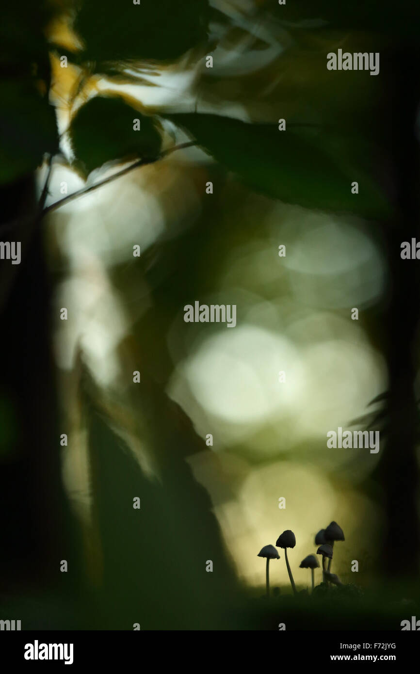 Kleine Pilze im Wald Stockfoto