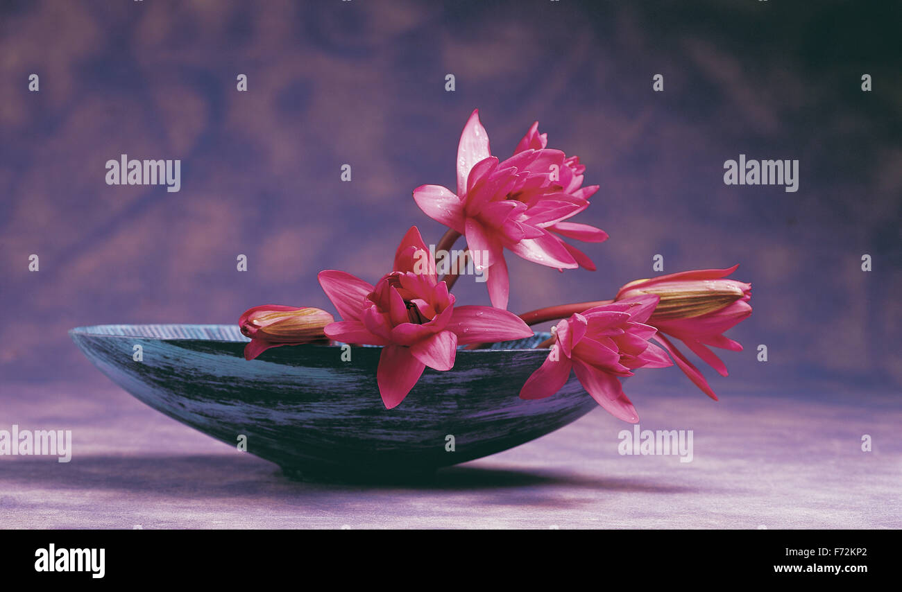 Rosa Lotusblume in Schale, Nelumbo nucifera, indischer Lotus, heiliger Lotus, Lotus Stockfoto
