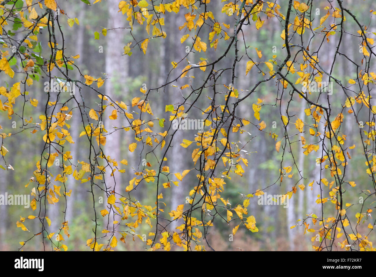 Gelb-Birke Blätter im Herbst. Stockfoto