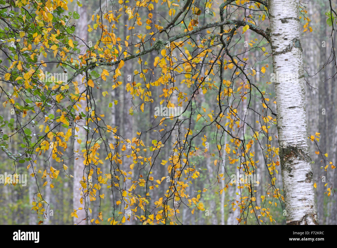 Gelb-Birke Blätter im Herbst. Stockfoto