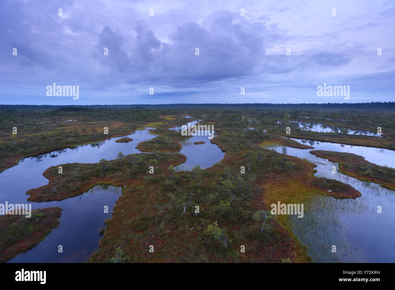 Männikjärve Moor, Endla Nature Reserve, Estland Stockfoto