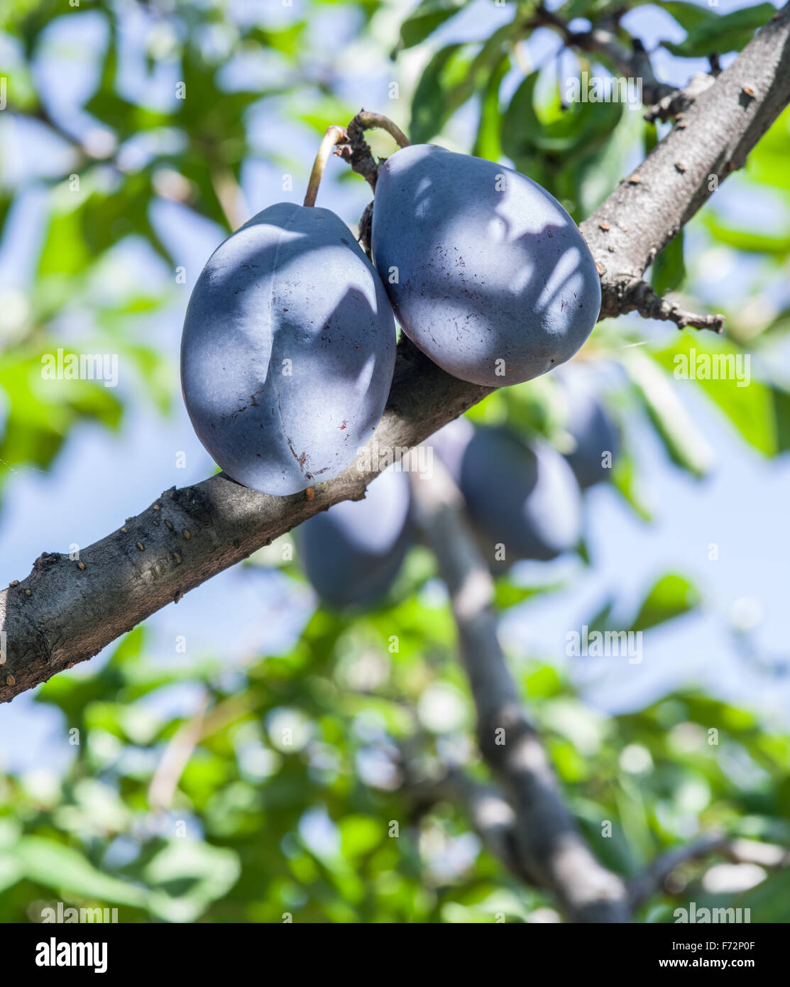 Reife Pflaumen am Baum. Closeup erschossen. Den blauen Himmel im Hintergrund. Stockfoto