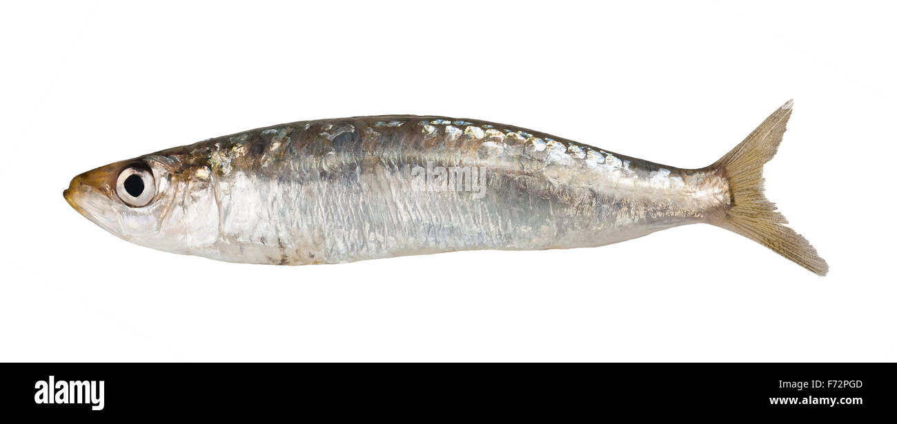 Eine Sardine Fisch isoliert auf weißem Hintergrund Stockfoto