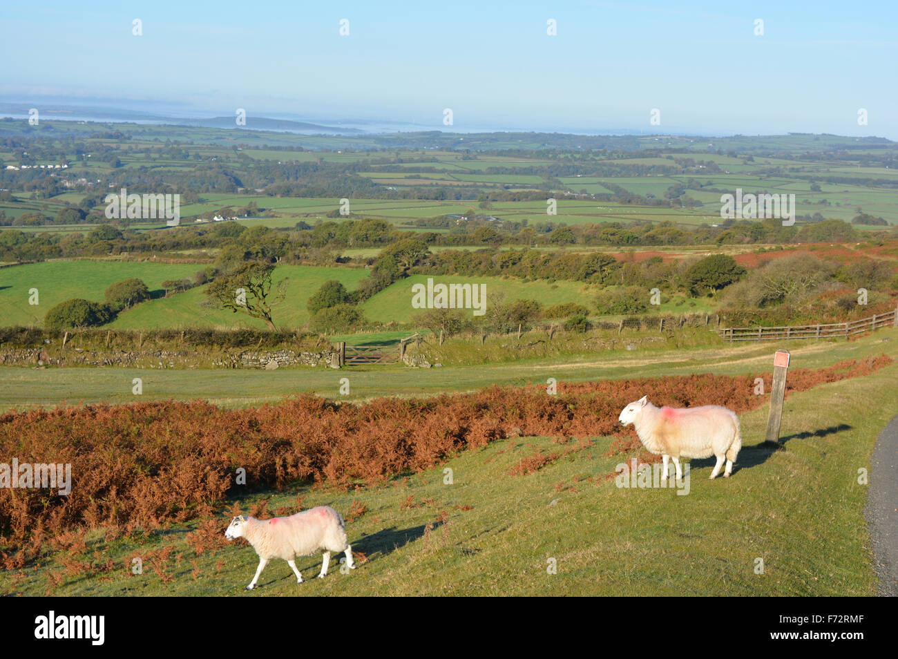 Schafe auf whitchurch Gemeinsame, Dartmoor National Park und schaut in Horrabridge & die Küste, Devon, England. Stockfoto