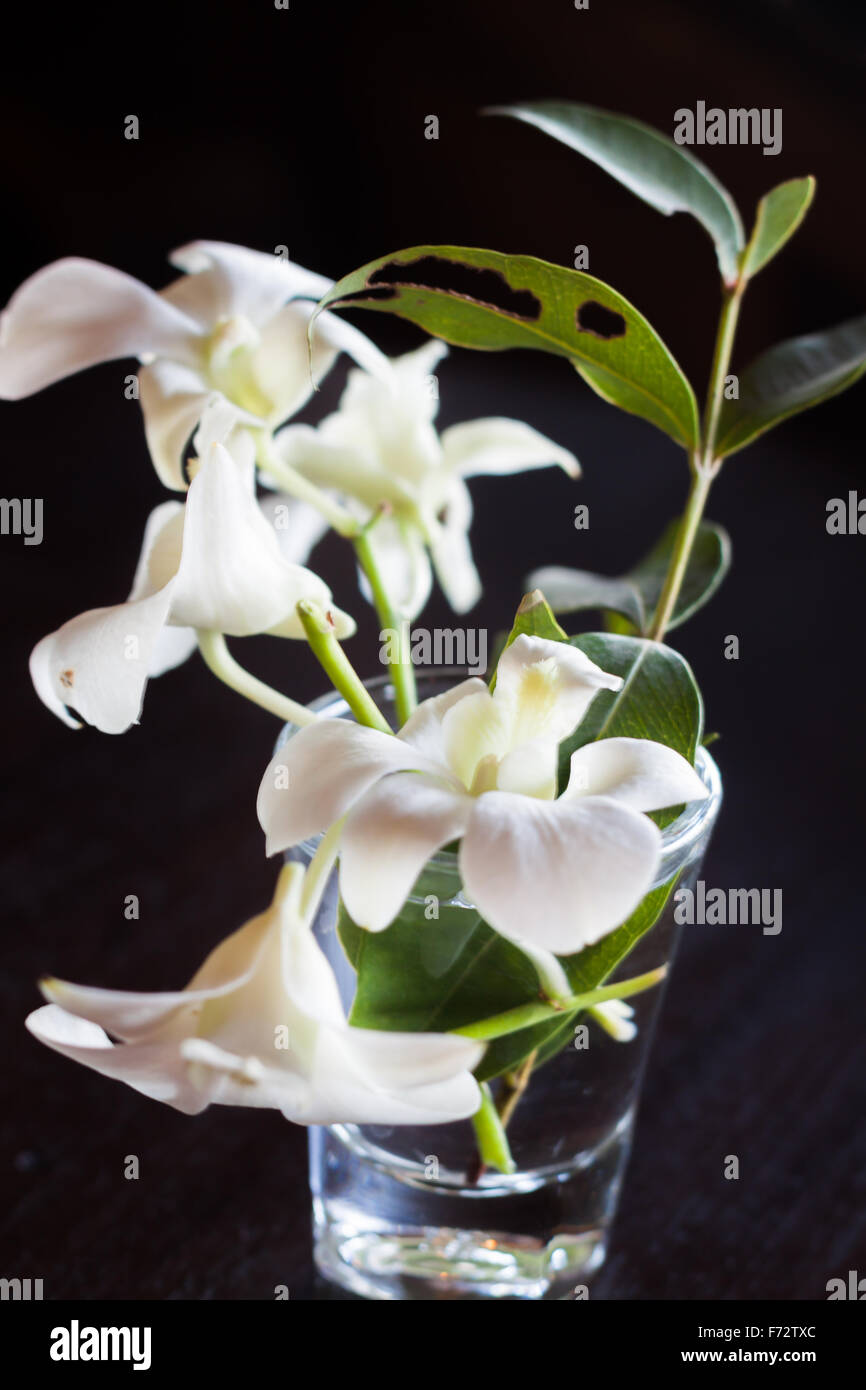 Weiße Blumen auf schwarzem Hintergrund, stock Foto Stockfoto