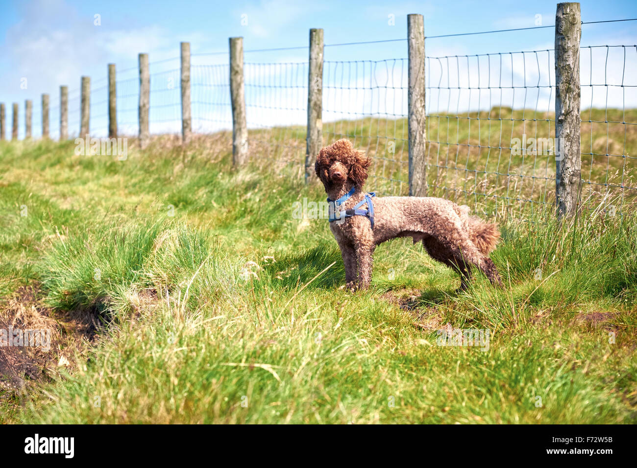 Den Hund in der englischen Landschaft spazieren. Stockfoto