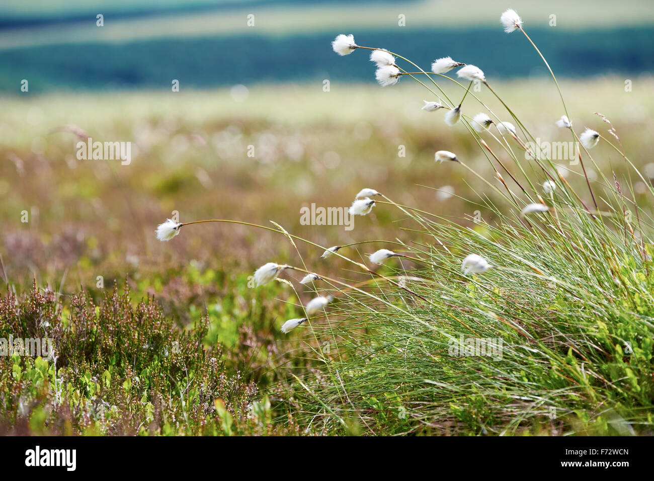 Wollgras wächst in der englischen Landschaft. Stockfoto