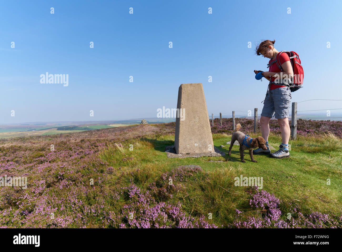 Ein Wanderer zu Fuß ihren Hund auf dem Gipfel, hohe von Bolt Gesetz, Edmundbyers häufig in County Durham englische Landschaft. Stockfoto